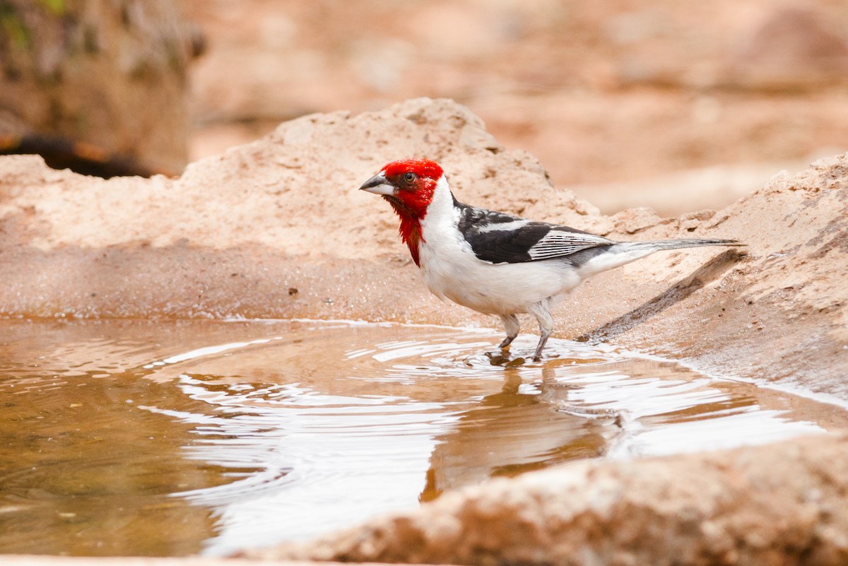 Red-cowled Cardinal - ML108949751