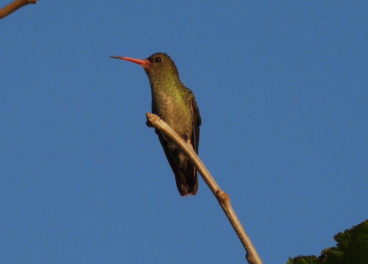 Gilded Hummingbird - Mark Yoder
