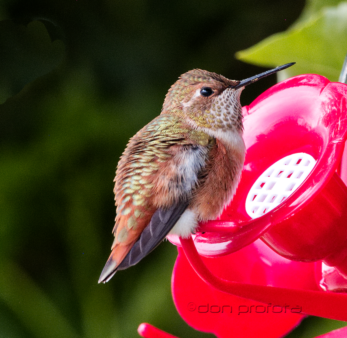 Rufous Hummingbird - Don Profota