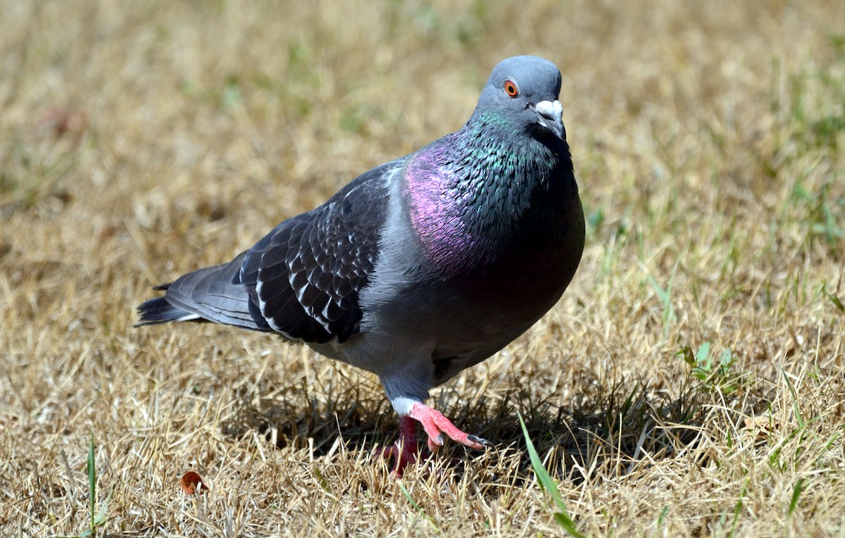 Rock Pigeon (Feral Pigeon) - Tom Long