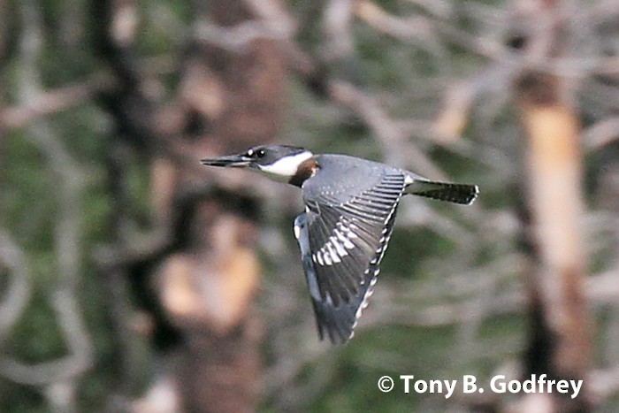 Belted Kingfisher - Tony Godfrey