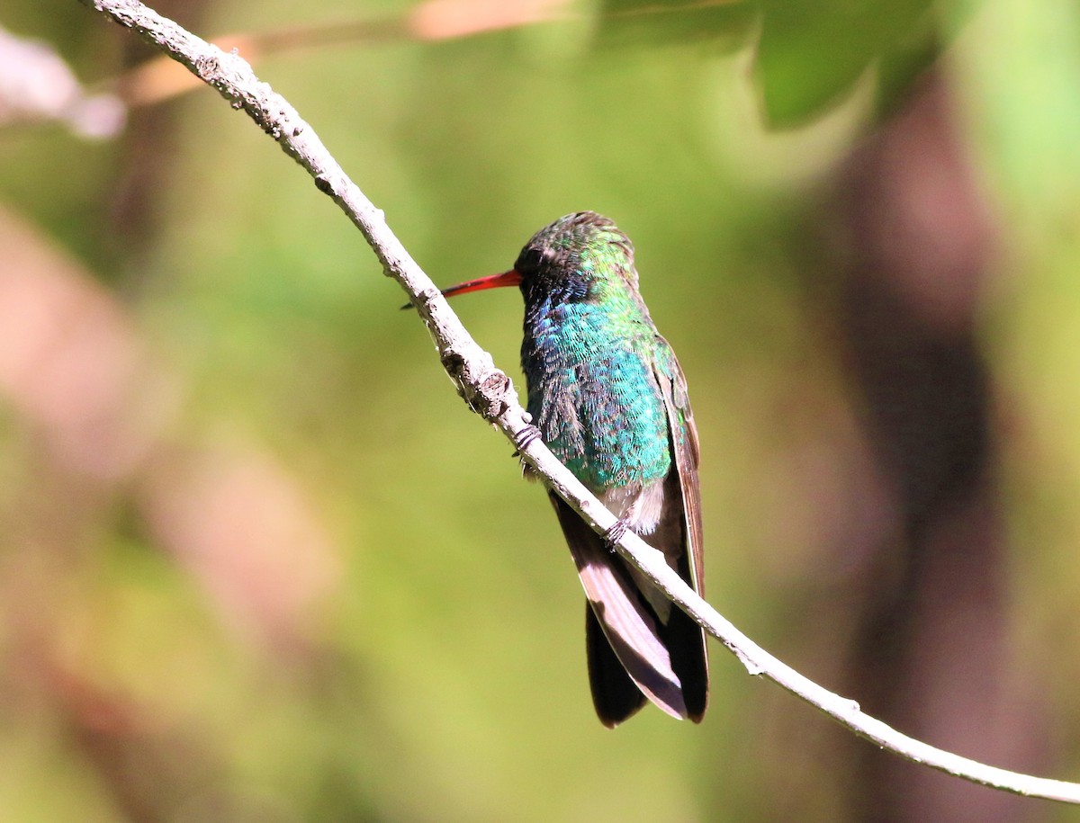 Broad-billed Hummingbird - ML108956911