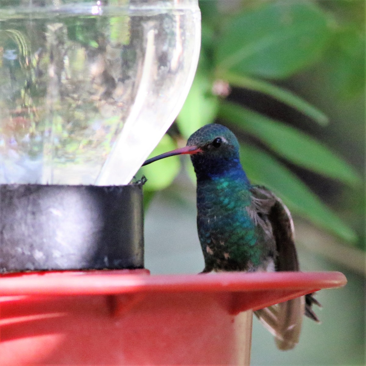 Broad-billed Hummingbird - ML108956921
