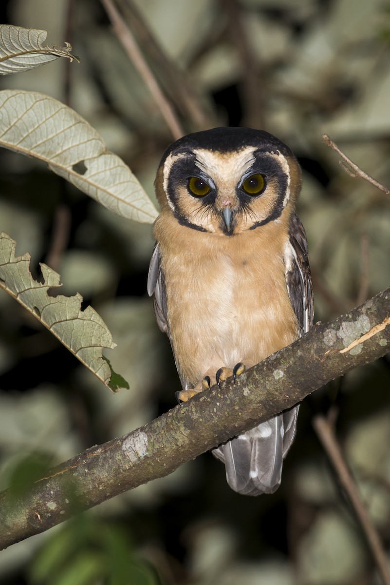 Buff-fronted Owl - ML108961261
