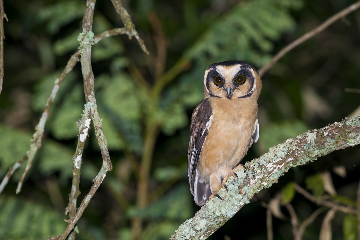 Buff-fronted Owl - ML108961291