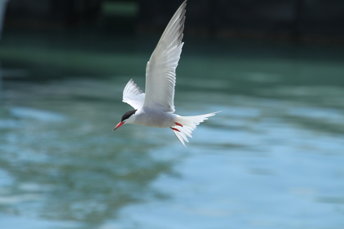 Common Tern - Jonathan  Pierce