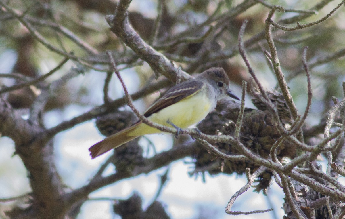 Great Crested Flycatcher - ML108965581