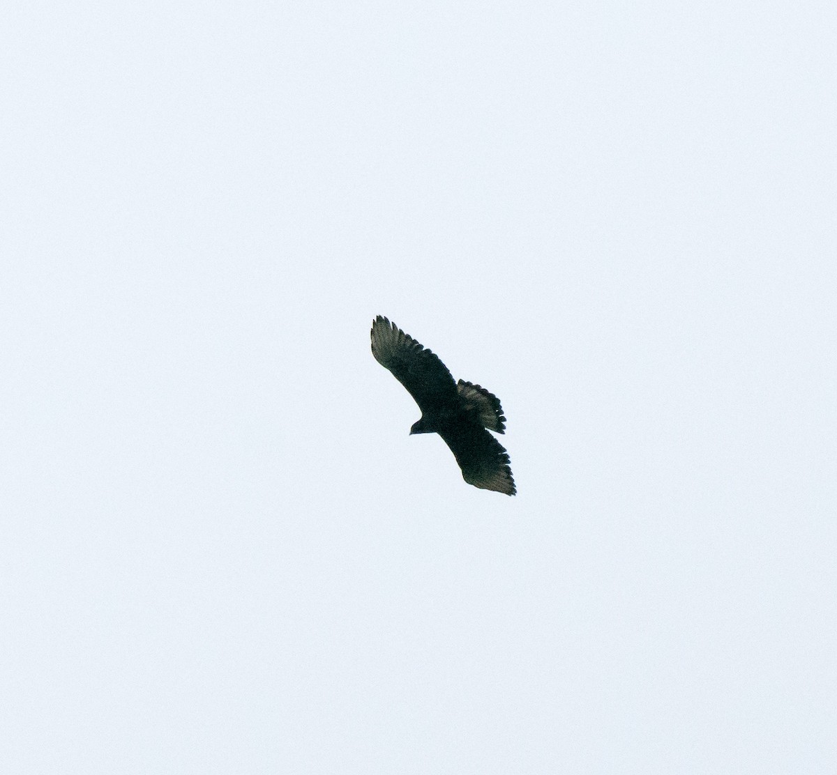 Black-and-chestnut Eagle - ML108974551