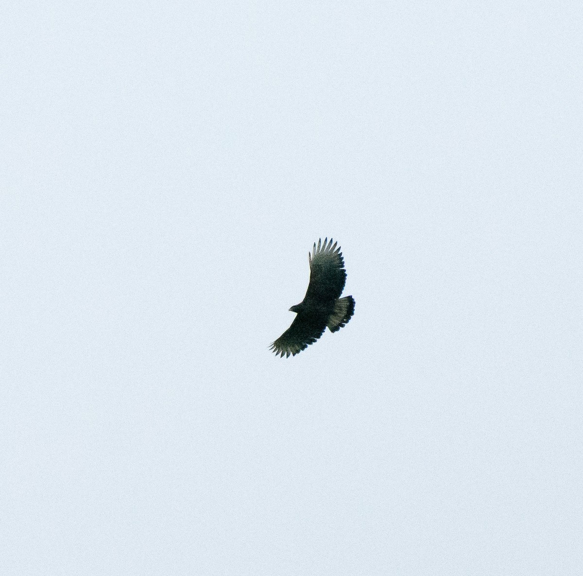 Black-and-chestnut Eagle - Gordon Karre