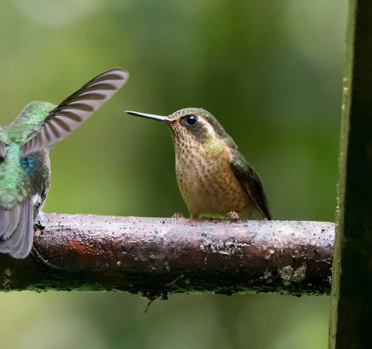 Speckled Hummingbird - Gordon Karre