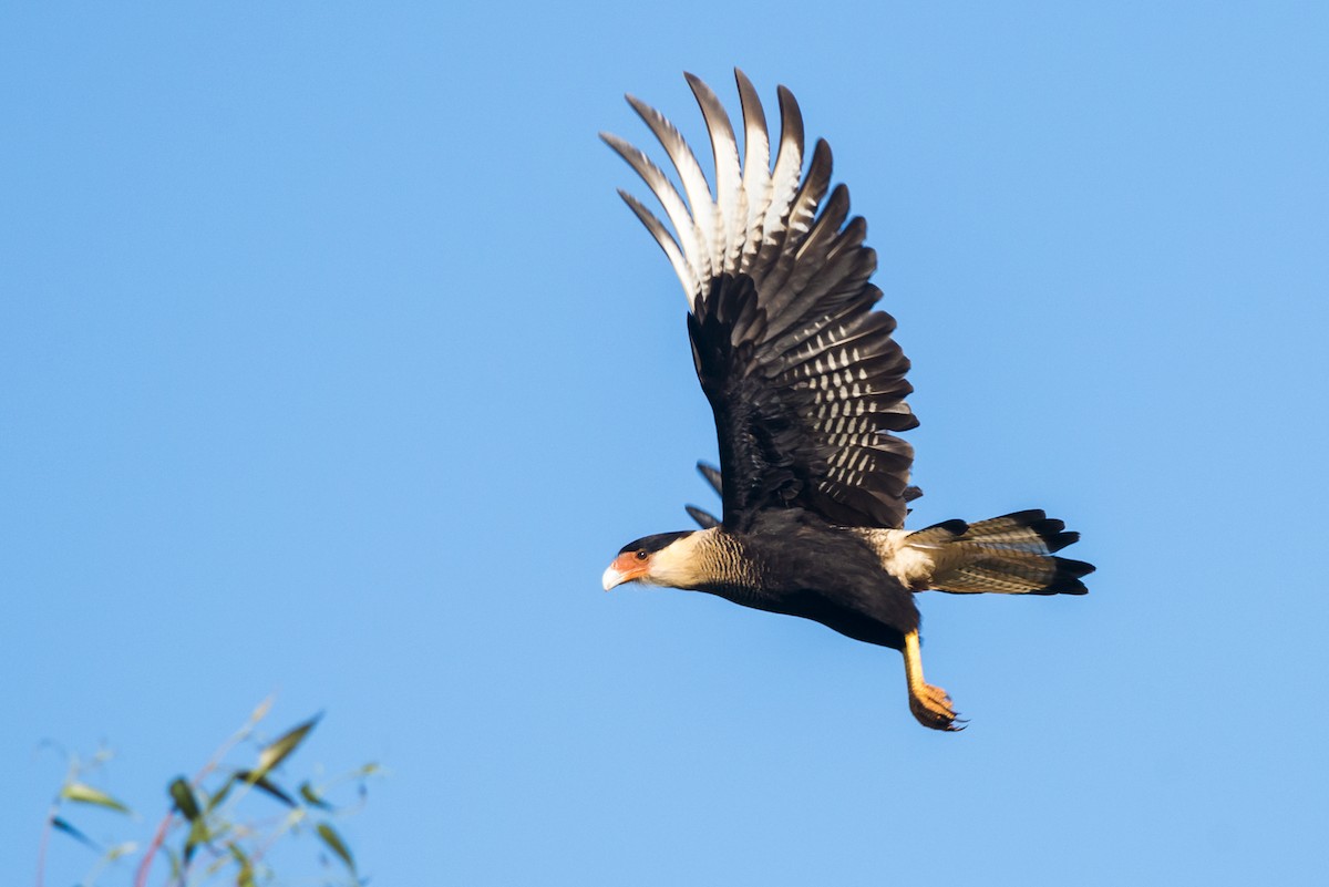Crested Caracara (Southern) - ML108975221