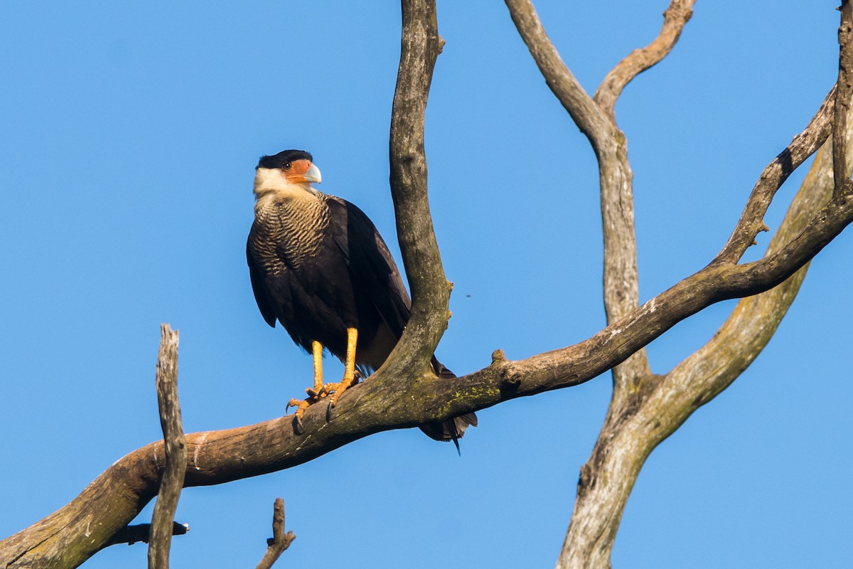 Crested Caracara (Southern) - ML108975231