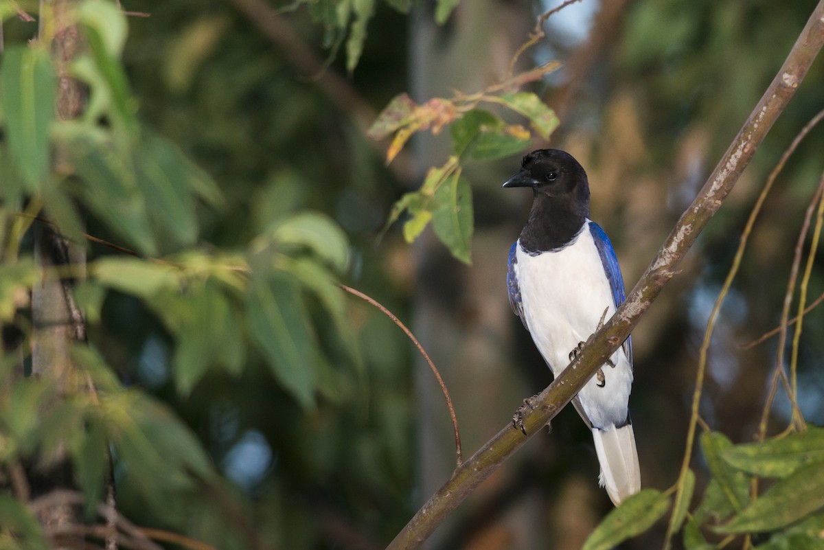 Curl-crested Jay - ML108975561