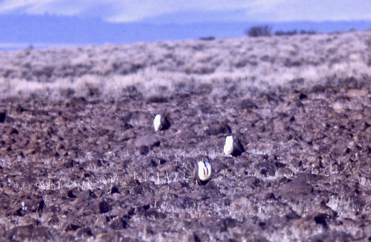 Greater Sage-Grouse - ML108976331