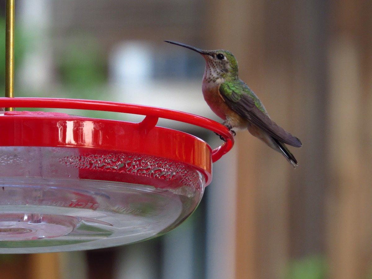Broad-tailed Hummingbird - ML108984481