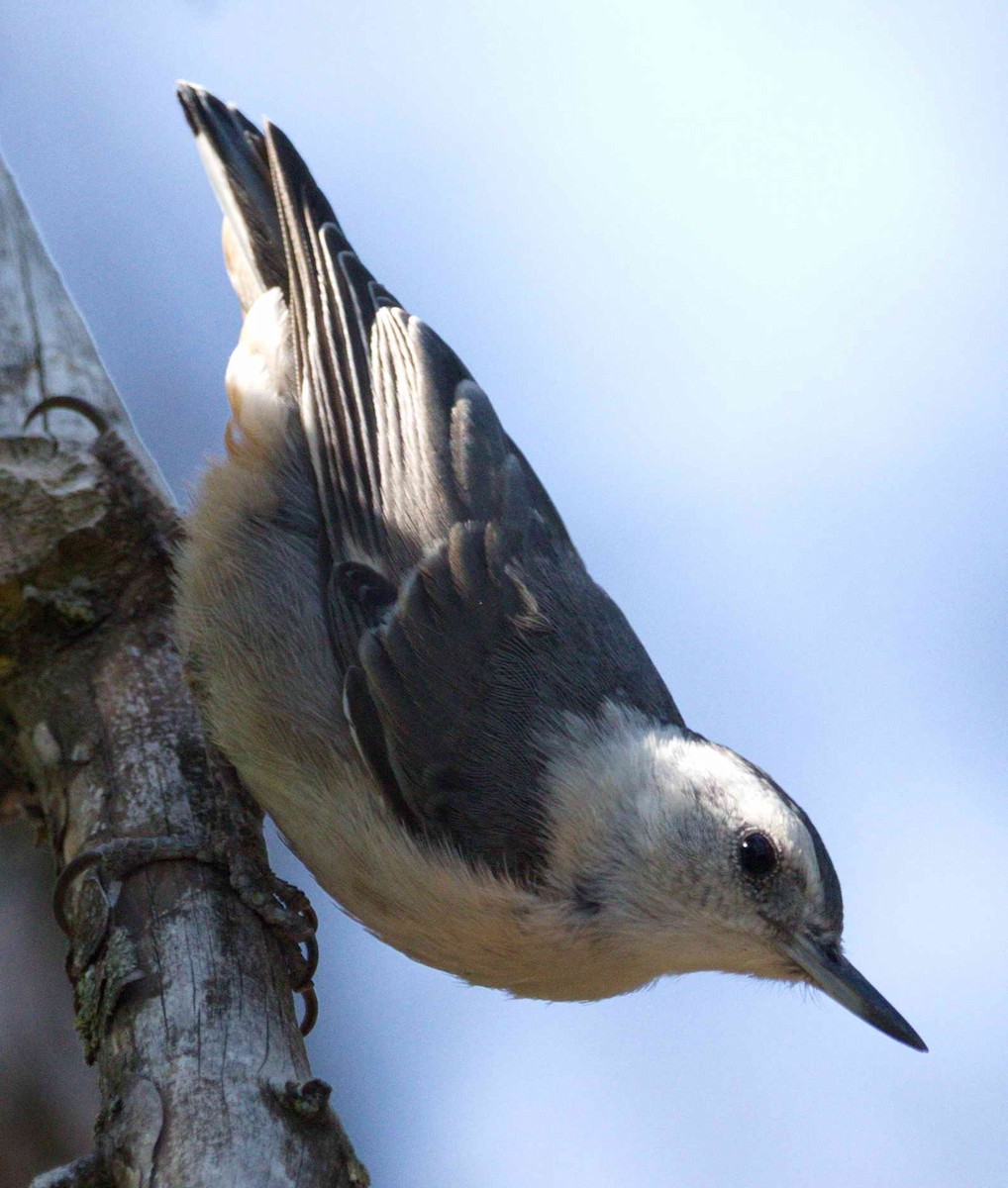 White-breasted Nuthatch - DAB DAB