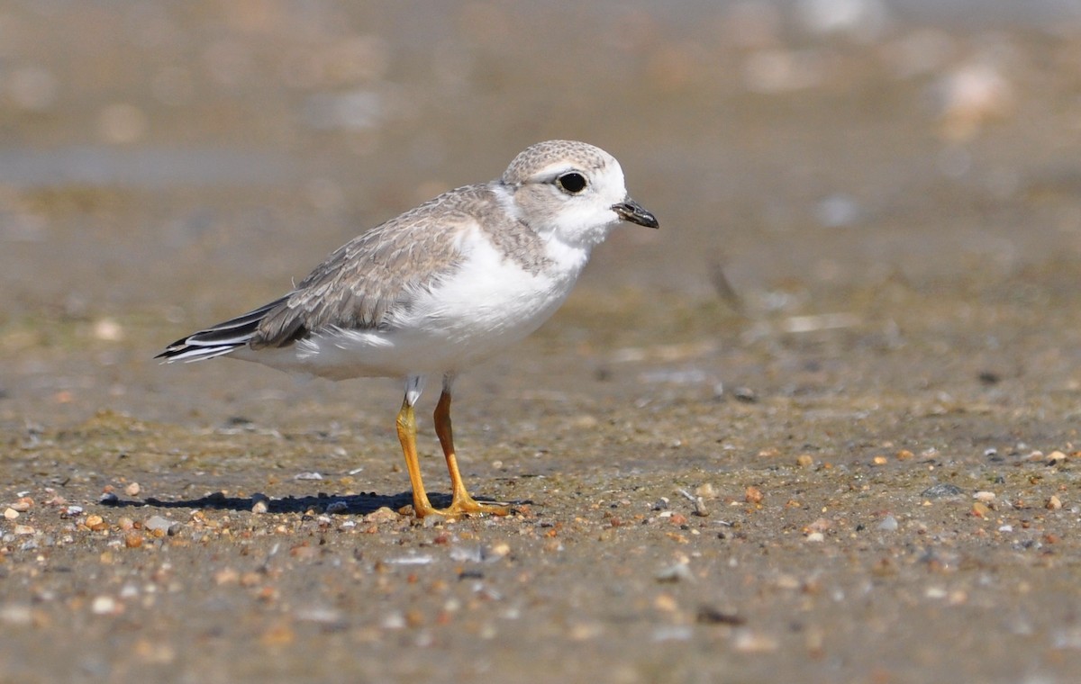 Piping Plover - ML108985791