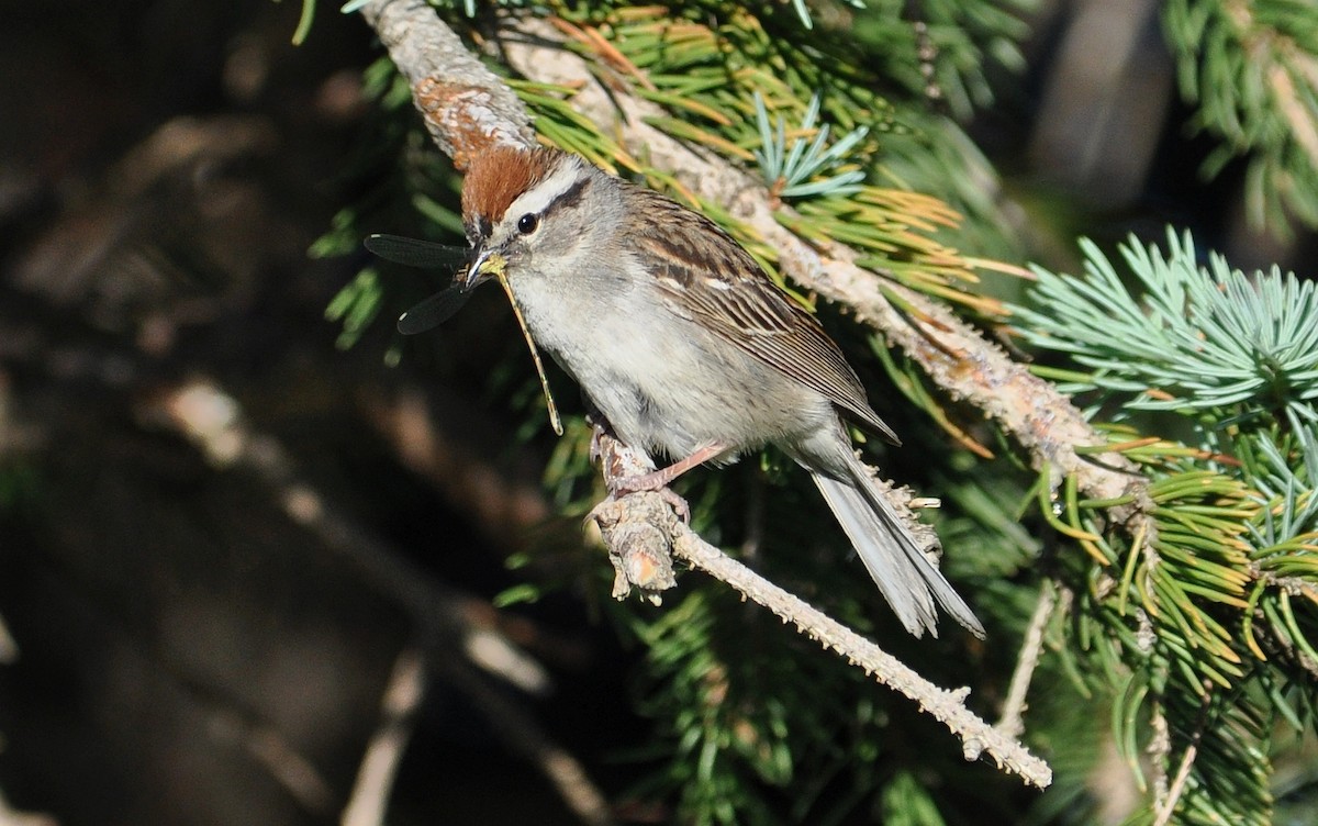 Chipping Sparrow - Steve Tucker