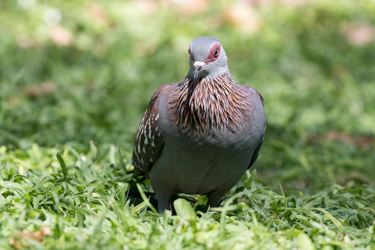 Speckled Pigeon - ML108986051