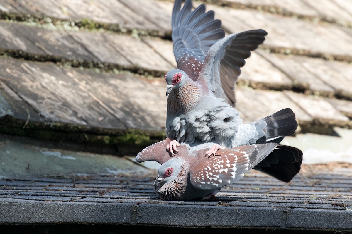 Speckled Pigeon - ML108986061