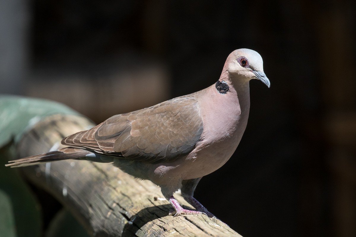Red-eyed Dove - ML108986071