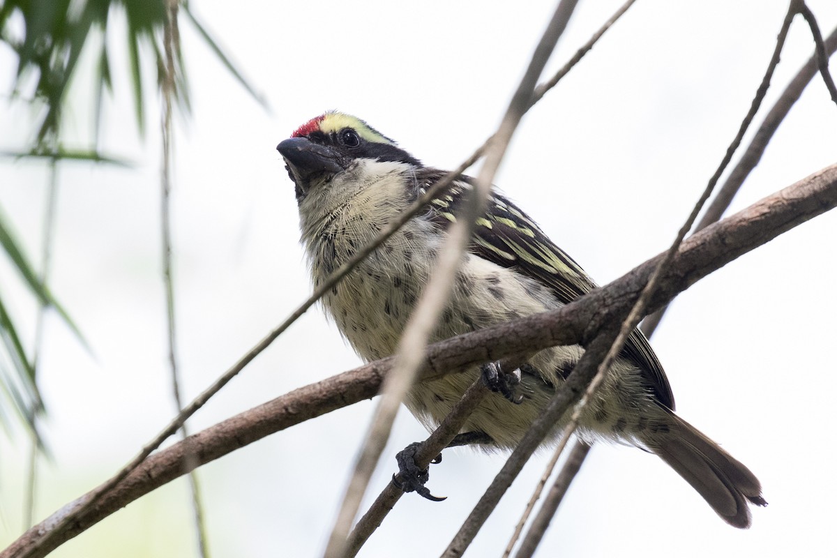 Red-fronted Barbet - ML108986091