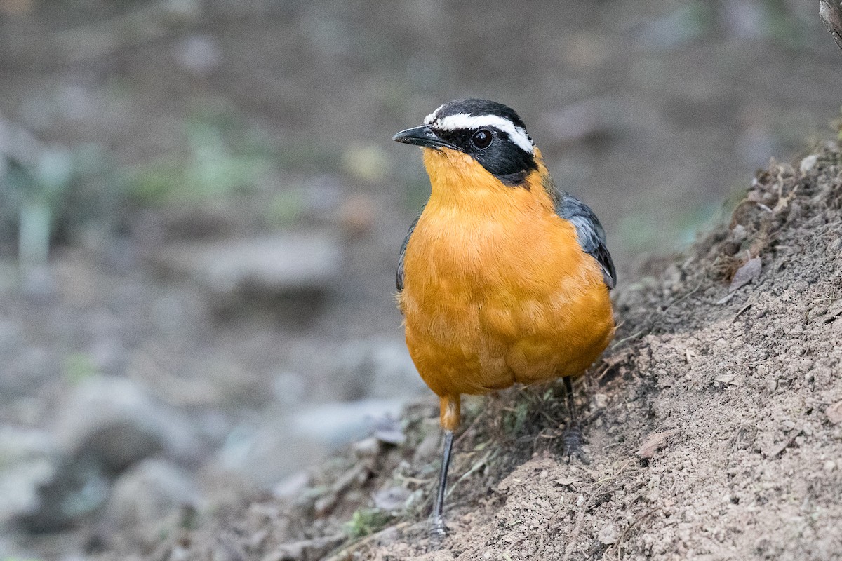 White-browed Robin-Chat - ML108986181