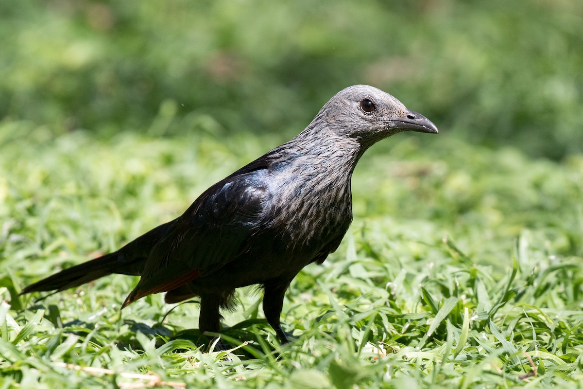 Red-winged Starling - ML108986211