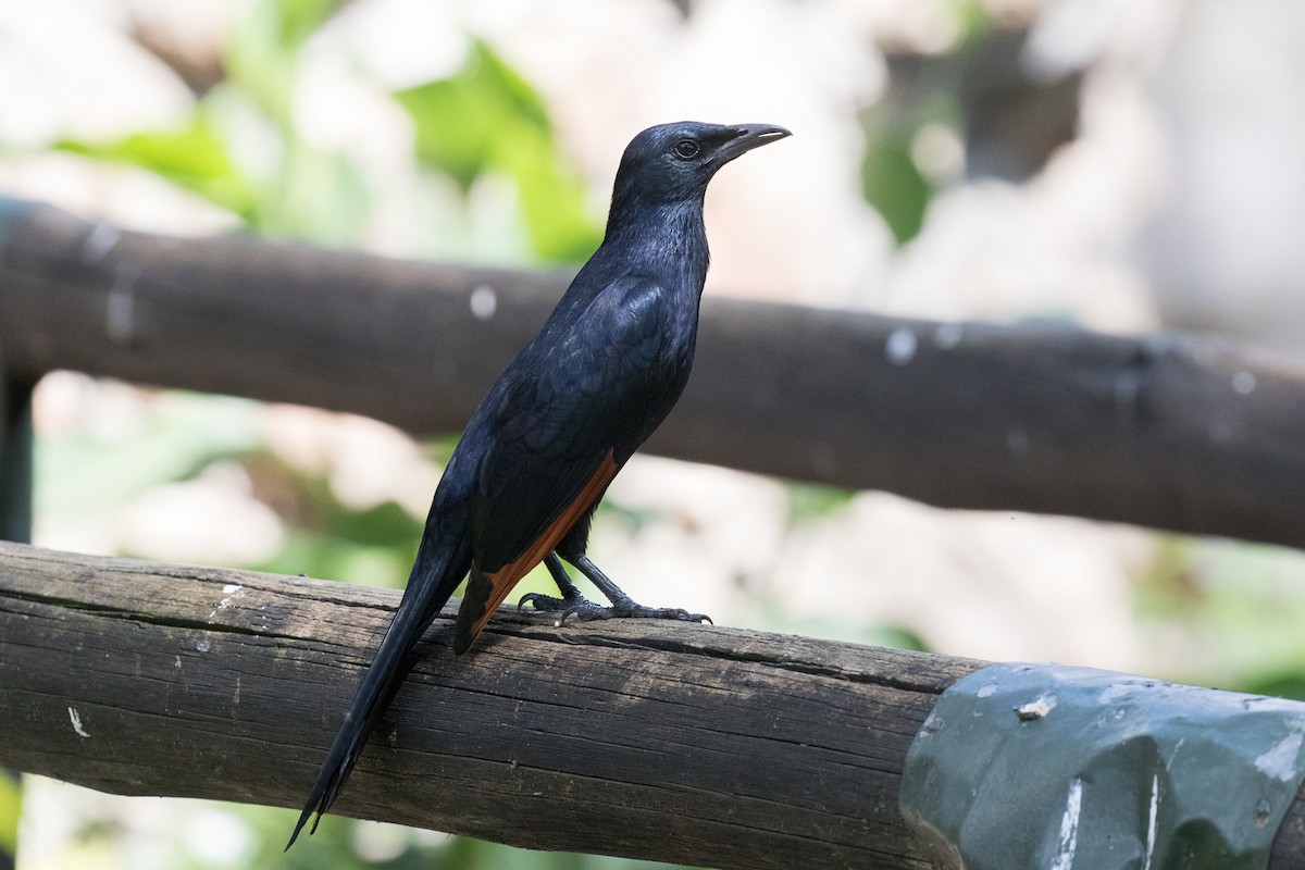 Red-winged Starling - ML108986221
