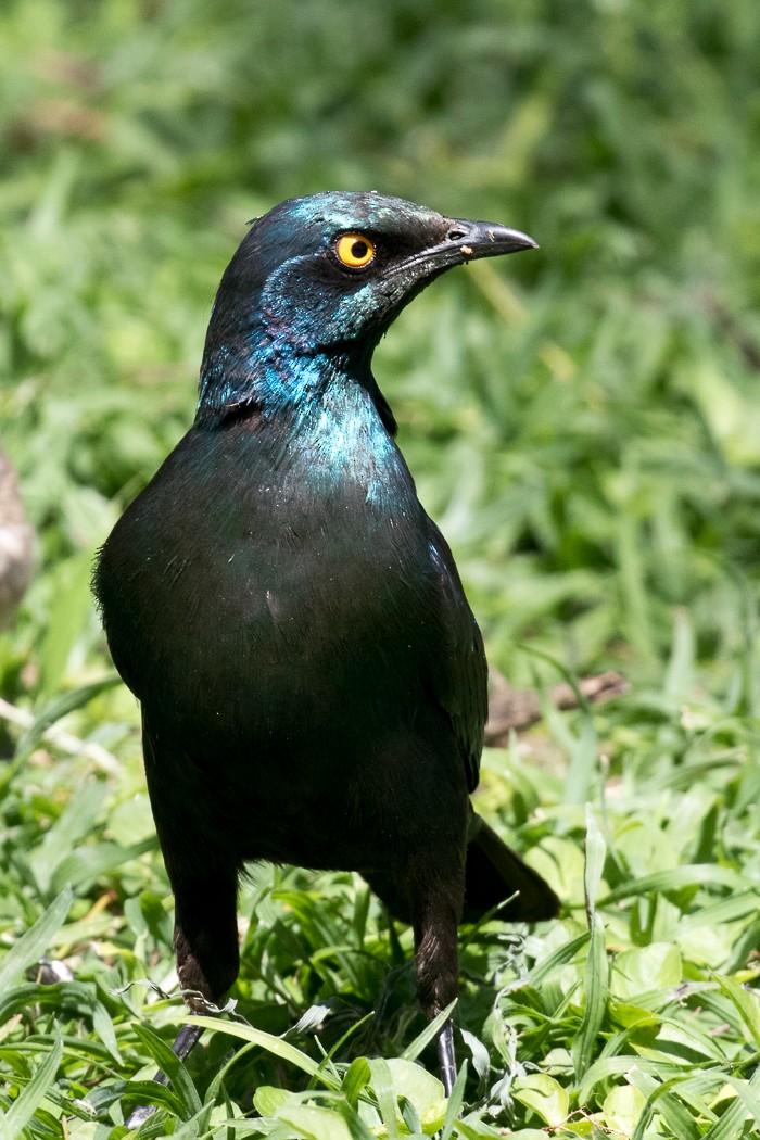 Greater Blue-eared Starling - ML108986271