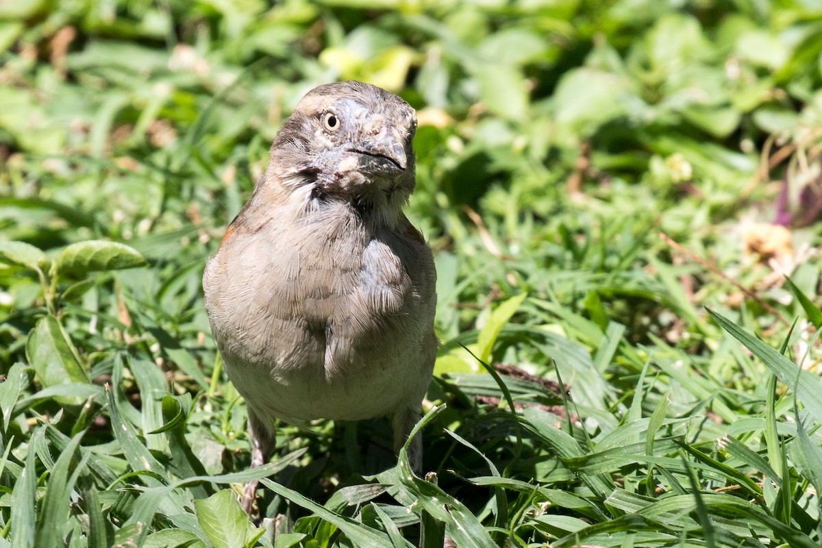 Kenya Rufous Sparrow - ML108986321