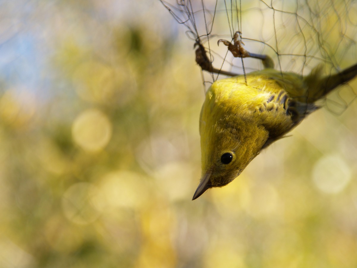 Yellow Warbler - Geoffrey Urwin