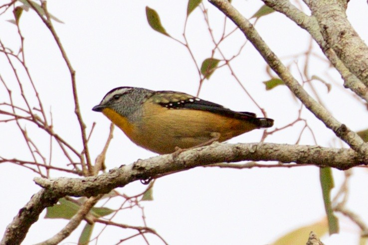 Spotted Pardalote - ML108989081
