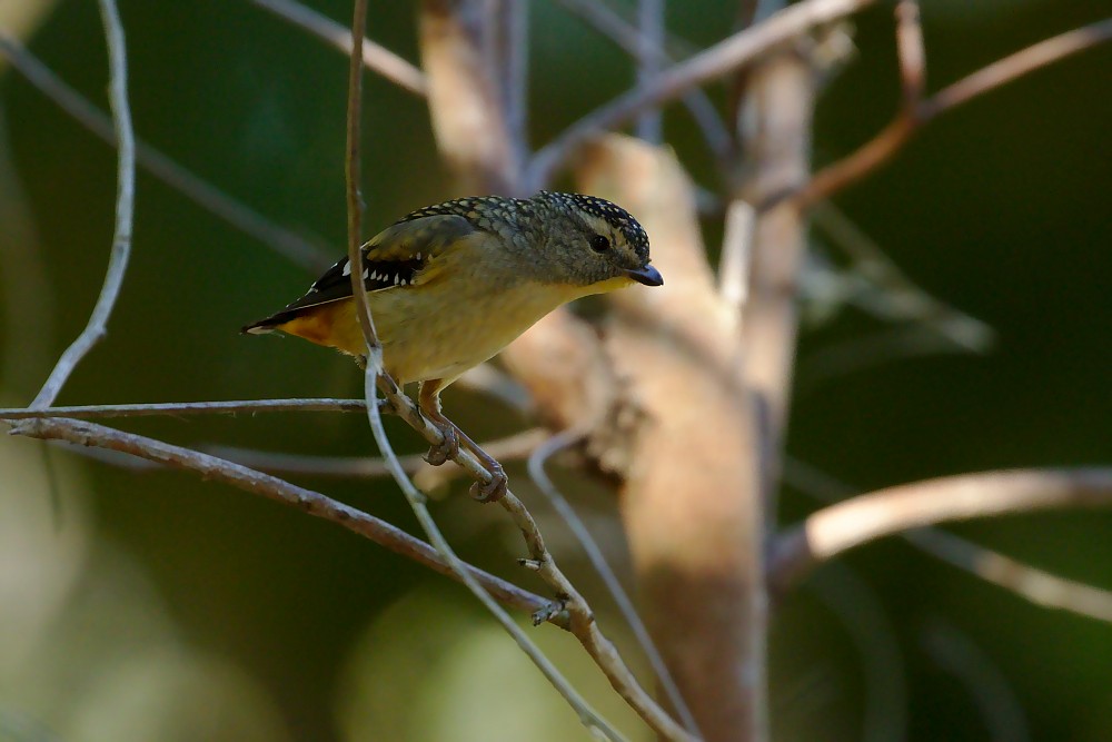 Spotted Pardalote - ML108992751