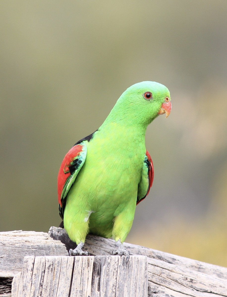 Red-winged Parrot - ML108993381
