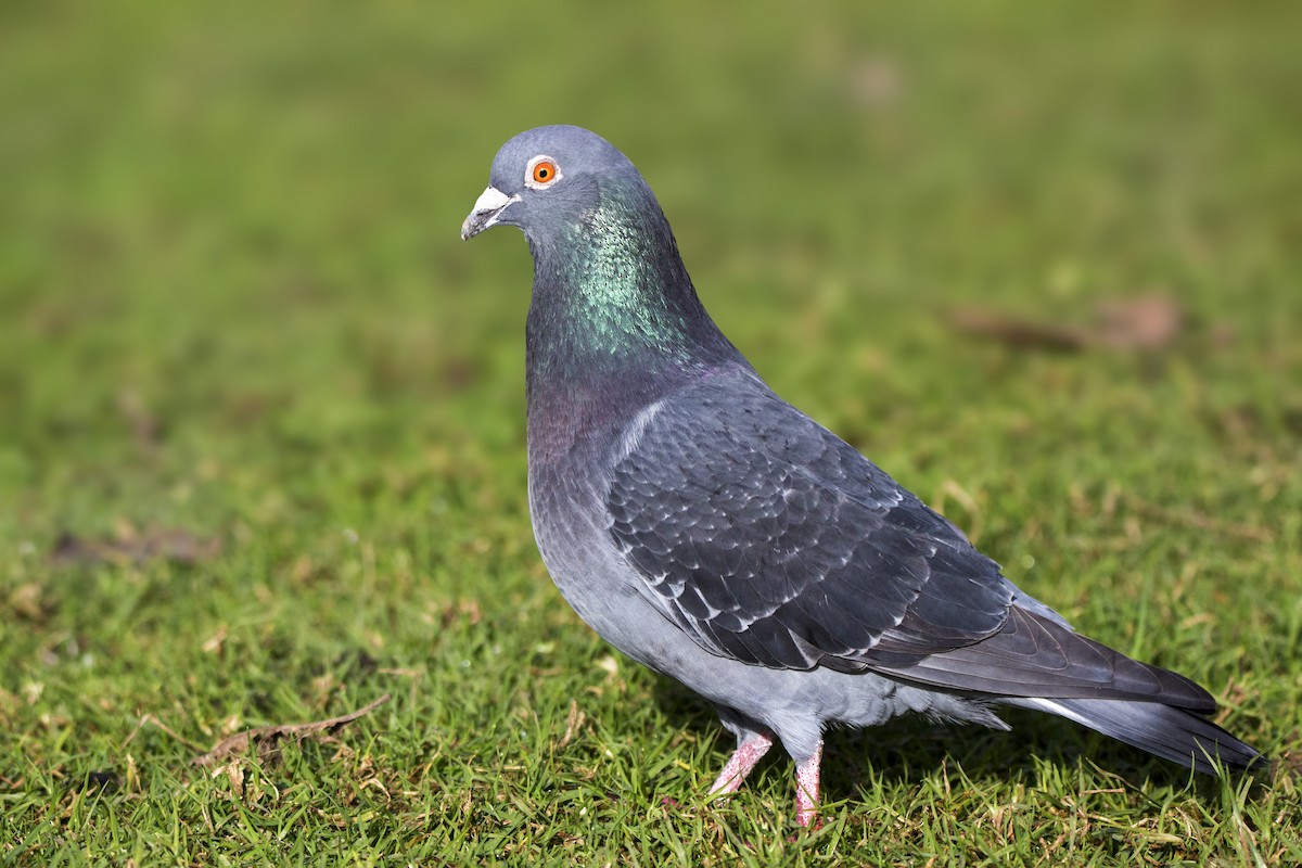 Rock Pigeon (Feral Pigeon) - ML108993461