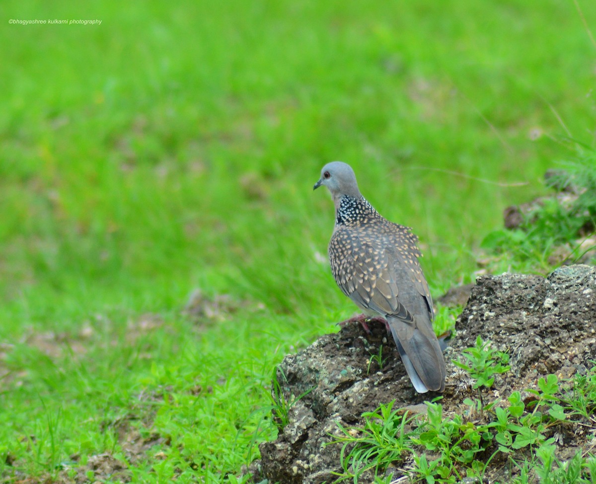 Spotted Dove - ML108993551