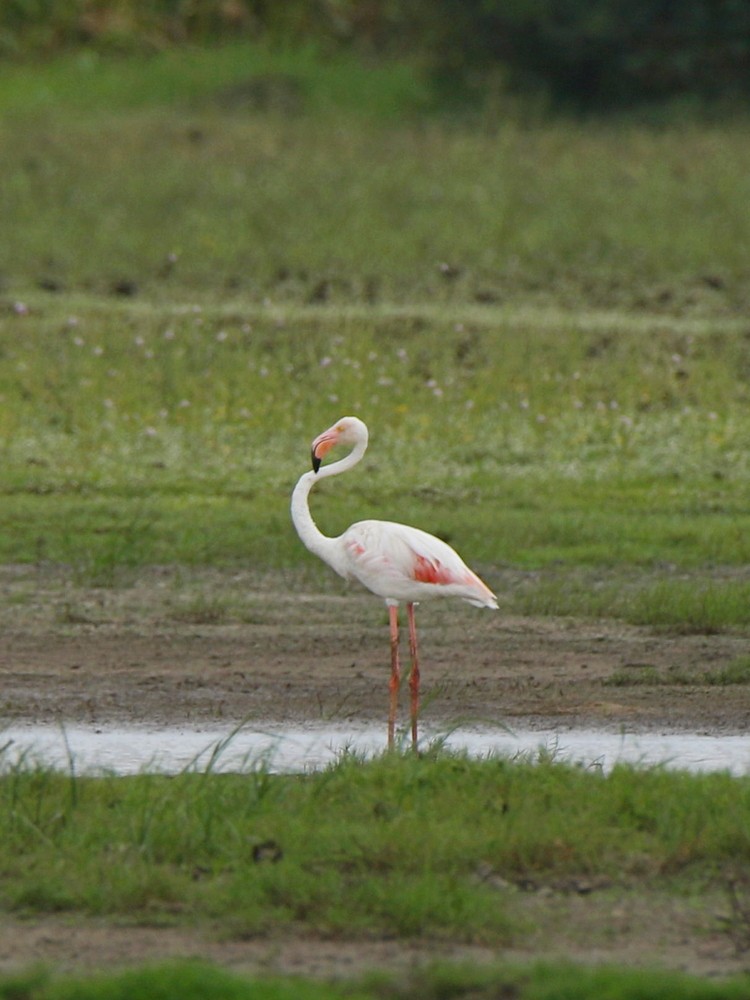 Greater Flamingo - Subhadra Devi