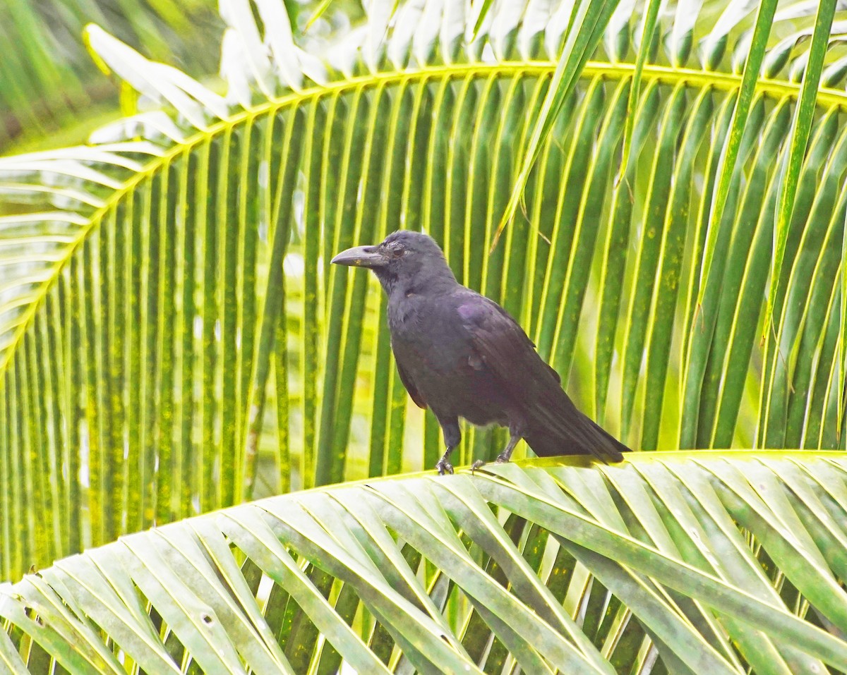 Large-billed Crow - Raghavendra  Pai