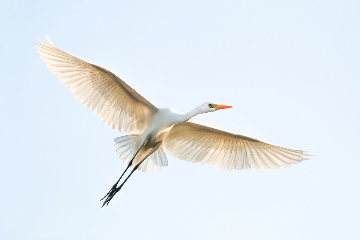 Plumed Egret - Ged Tranter