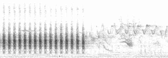 Flötenstärling (auricollis) - ML109003