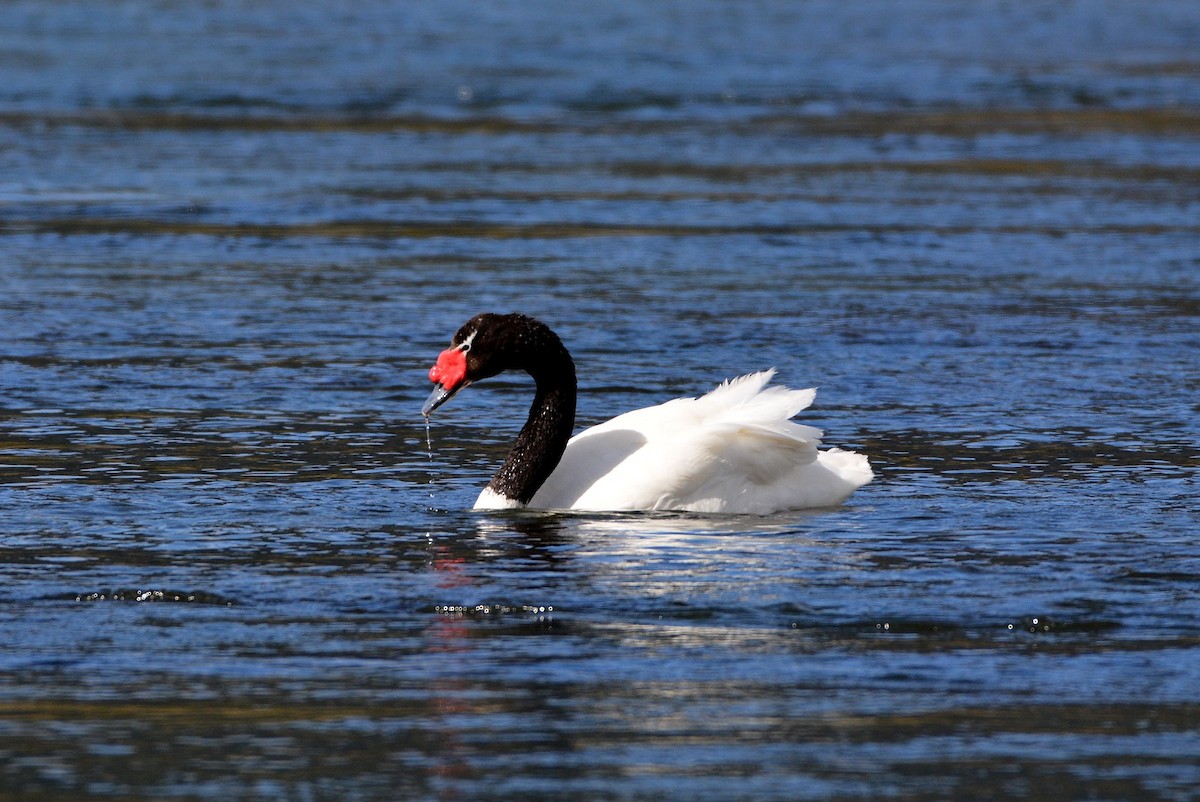 Black-necked Swan - ML109004061