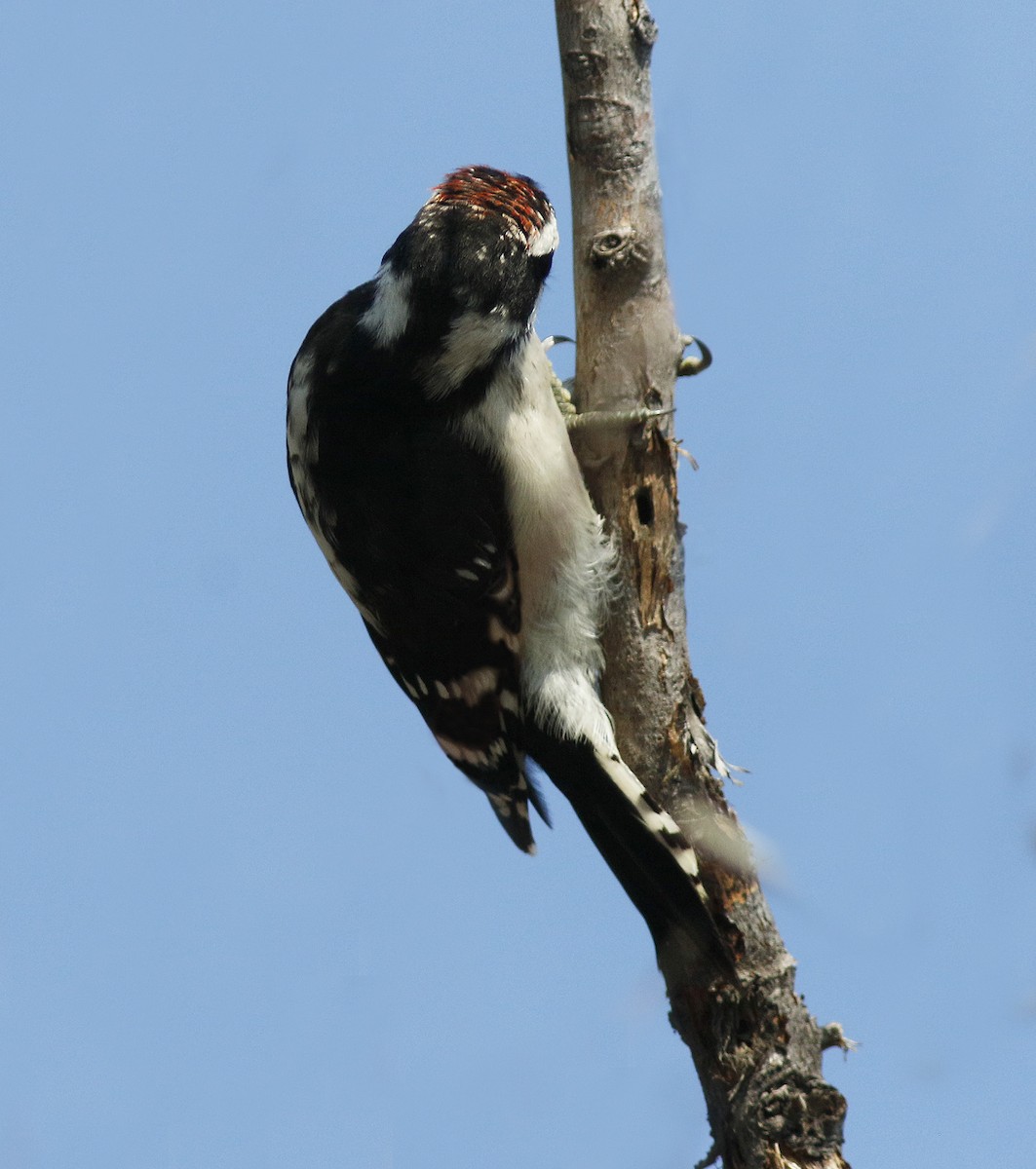 Downy Woodpecker (Rocky Mts.) - Bill Maynard