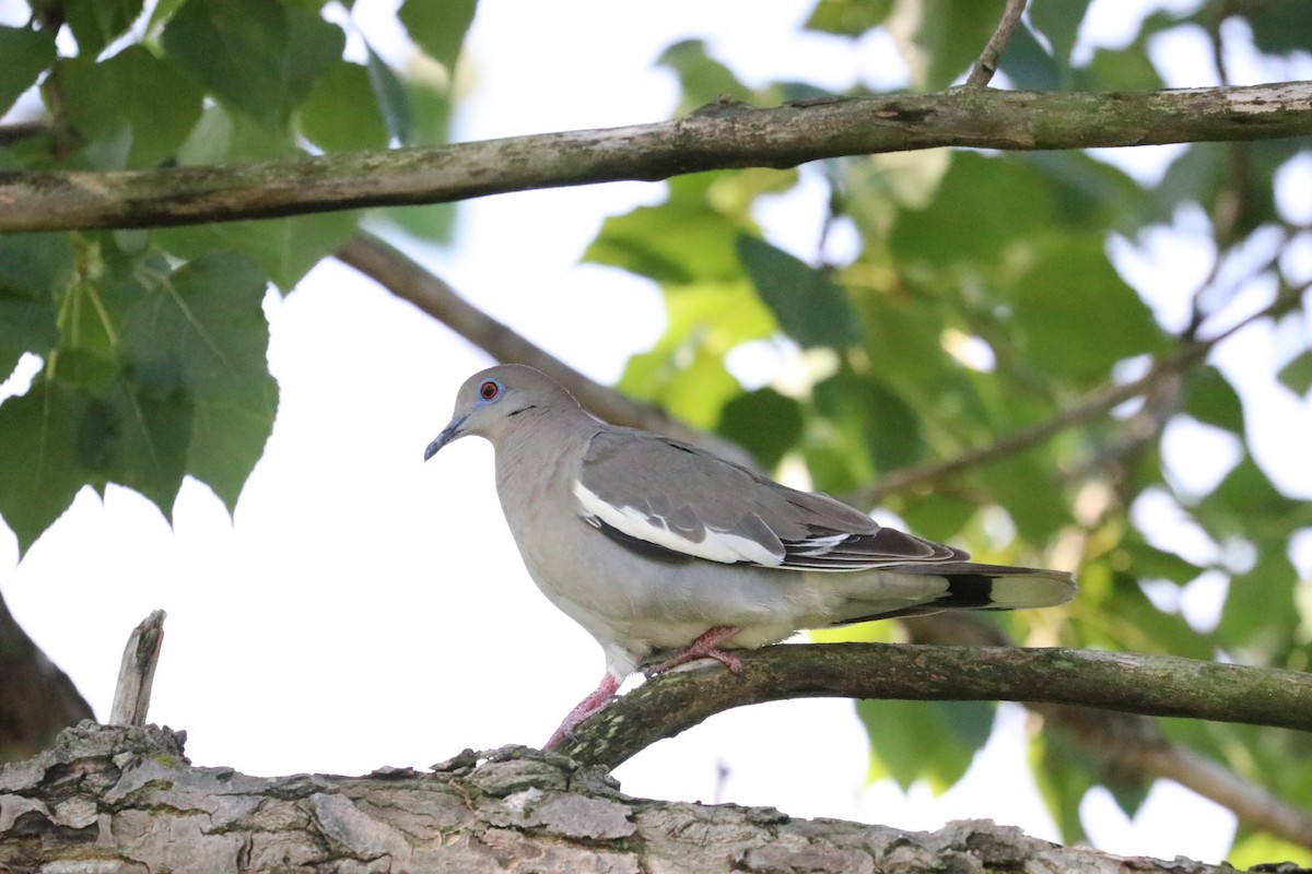 White-winged Dove - James  Burk