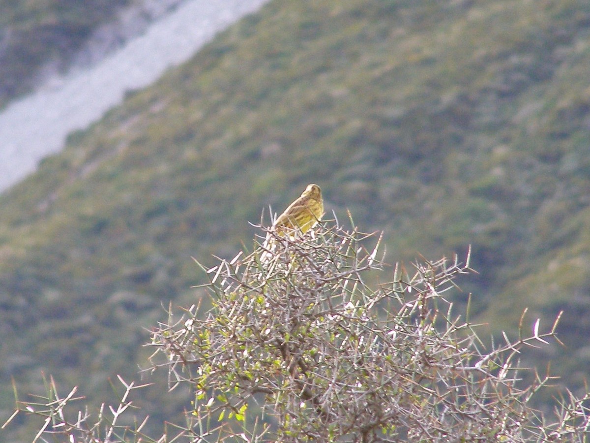 Yellowhammer - DS Ridley
