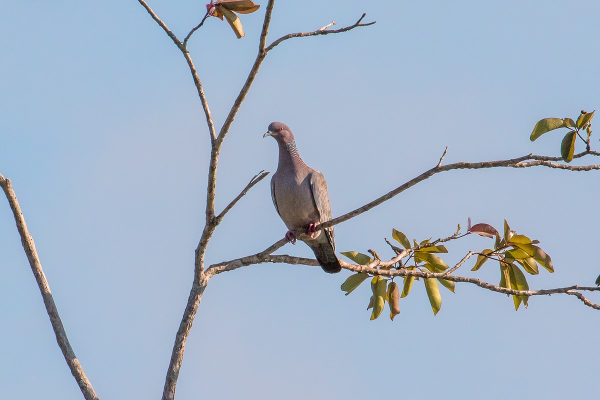 Picazuro Pigeon - graichen & recer
