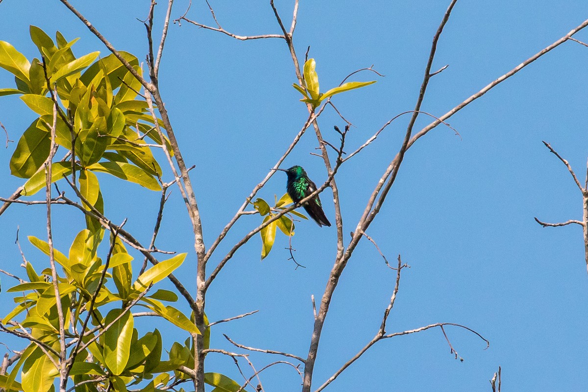 kolibřík tropický - ML109010731