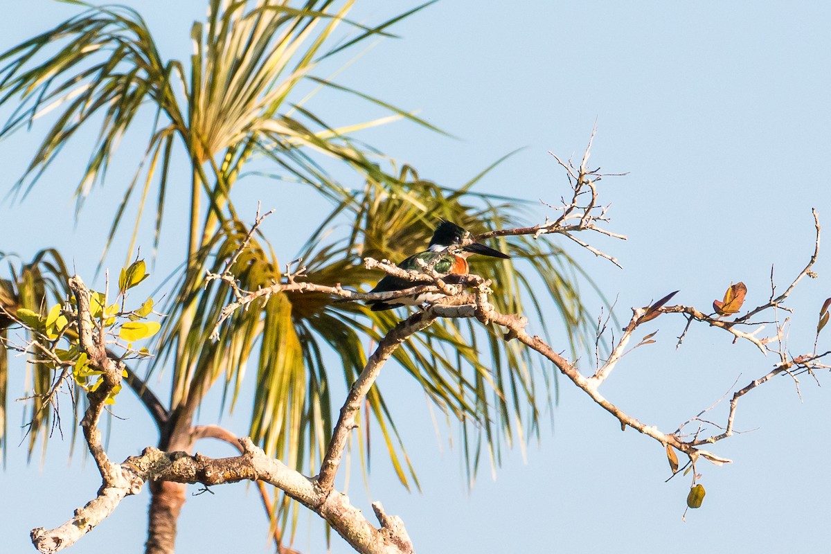 Amazon Kingfisher - graichen & recer