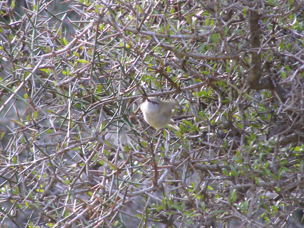 Gray Gerygone - DS Ridley