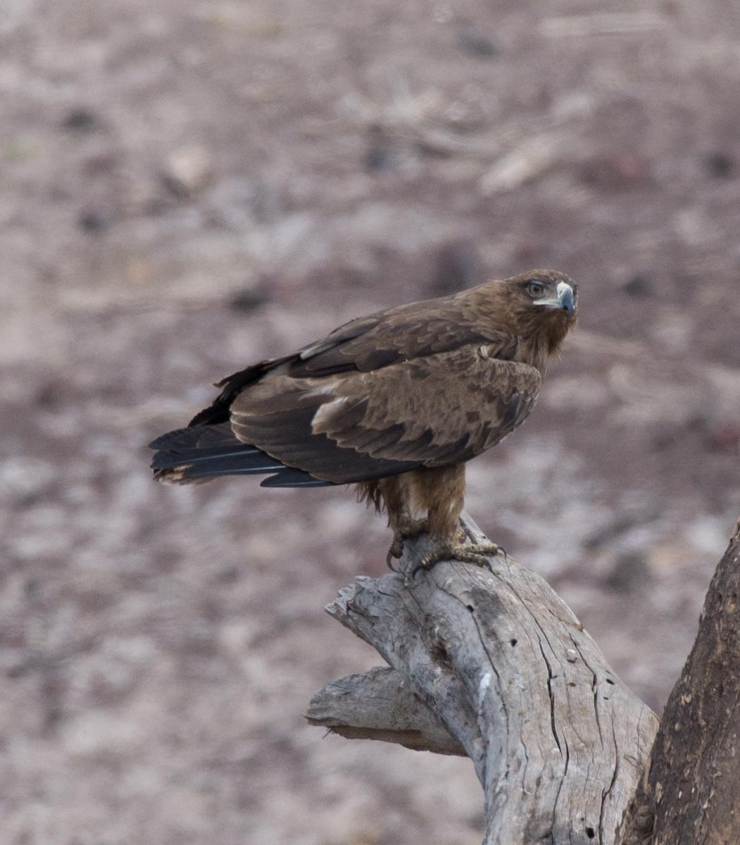 Lesser Spotted Eagle - Simon Carter